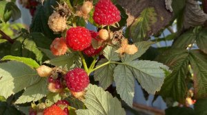 Переехала на юг. Убрали бассейн. Ветра юга. Малина и яблоки в ноябре.