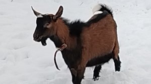 19-11-2025 Козы погуляли немного.