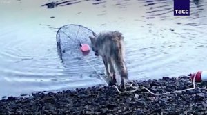 Волчица использовала сеть для ловли рыбы