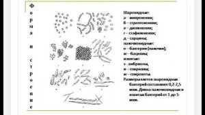 651, Основы микробиологии, 20.11.2025 - Понятие о микроорганизмах