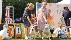 26.07.2025, СПб. Клуб "Аскона" (РКФ, РФЛС). Монопородная выставка БУЛЬТЕРЬЕР