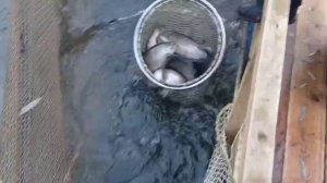 Зарыбление водоёма арктическим гольцом.