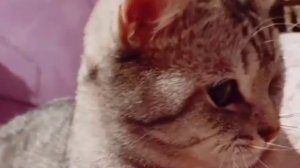 Котик играет