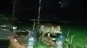 (1173) Лиса приходит в гости. Ноябрь 2025