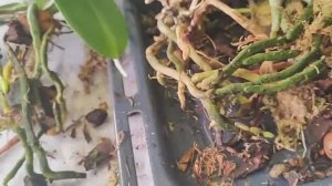 Не маленькая такая пересадка.