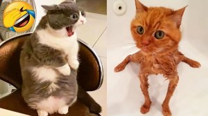 СМЕШНО ДО СЛЕЗ 😹😍 СМЕШНЫЕ КОТЫ, ЛУЧШИЕ ПРИКОЛЫ С КОТАМИ, КОШКИ, СОБАКИ , ЖИВОТНЫЕ