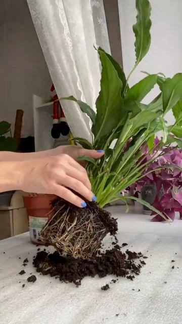 Спасаю спатиффилум из уценки. Часть 2 смотреть онлайн