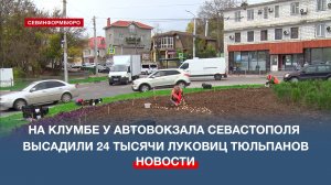 На клумбе у автовокзала Севастополя высадили 24 тысячи луковиц тюльпанов