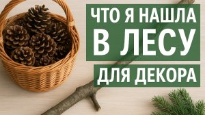 Материалы из леса для зимнего декора — мой сбор