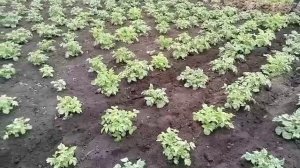 Ручной садовый комбайн.