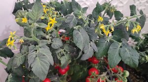 ЗИМНИЙ ОГОРОД, Легкий способ вырастить томаты, перцы, огурцы, зелень