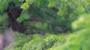 Милости Твоей полна вся земля - минус мой 1