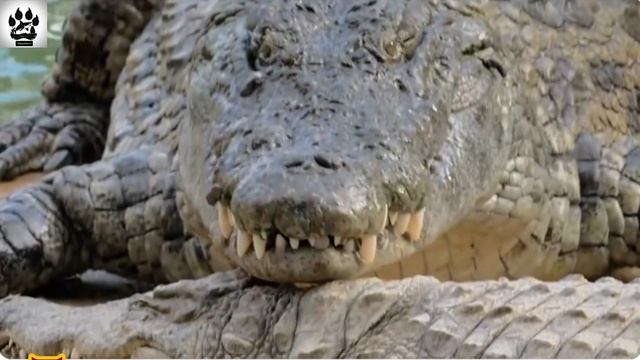 #ЗвероФакты Я приветствую вас зрители и подписчики моего канала! смотреть онлайн