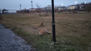 Встретил Лисицу в парке ) встретил друга )