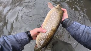 Не поверил бы, если бы не сделал сам! Поймал щуку ГОЛЫМИ РУКАМИ. Щука в конце осени