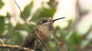 SUBLIMINAL. Исцеление сердечно- сосудистой системы.