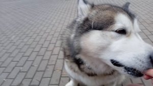 Маламуту даже гавкать лениво 😭🤣🐾🐻❤️ VID_20251119_161327