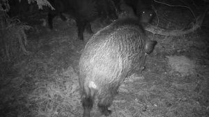 Фото ловушка