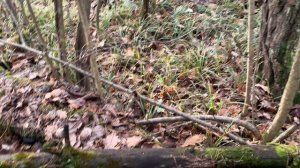 Нашел павловское серебро. Коп в лесу