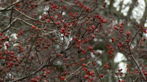 ПОГОДНАЯ КАРУСЕЛЬ