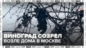 Виноград созрел возле дома на Ленинградском проспекте в Москве - Москва 24