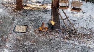 зоопарк диких зверей