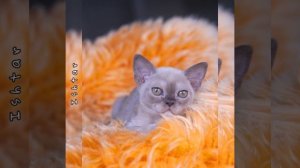 Шоколадный бурманский котёнок девочка Ishtar Freya Way