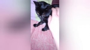 Маленькие котики.