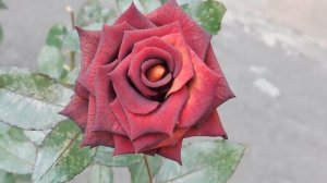 12=11=2025  ПВН  (85)