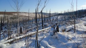 ПРОВЕРКА КАПКАНОВ -ОХОТА С ЛАЙКАМИ