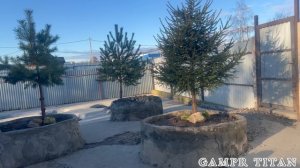 МАЛЕНЬКИЕ АБОРИГЕНЫ НА БУКВУ «Ц»ОТ ШИКАРНОЙ ПАРЫ УМИДЫ И БАЛЬТАЗАРА.И ОГРОМНОЕ СПАСИБО МИХАИЛУ🙏