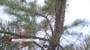 В Улан-Удэ идёт заготовка сосен на Новый год
