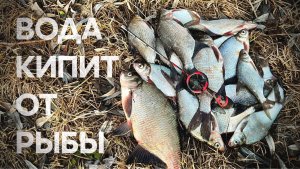 Вода кипит от рыбы. Ради такой рыбалки я ехал!