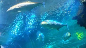 Астана .Океанариум.