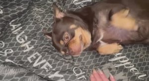 Доброго утречка и чудесного начала дня.