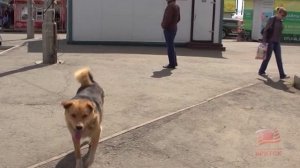 Вопрос обращения с животными без владельцев обсудили в думе Братска