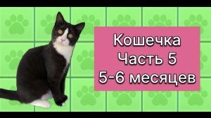 Как растет котенок. Нам здесь 6-7 месяцев. 19 ноября 2025 г.
