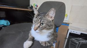 Отчитываю своего кота Барсика