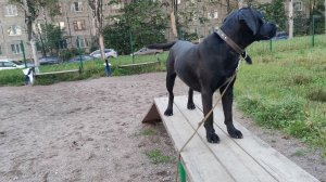 Моя Жизнь Кино @ Музей Псов