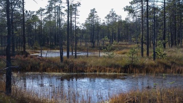 Озёра болота Харвази