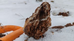 НАШЁЛ КАМЕНЬ НА СТАРОМ А ОН ПОЛОН ЗОЛОТА.