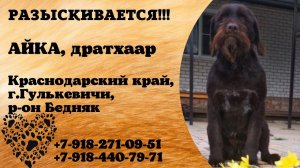 Пропала собака! АЙКА. Дратхаар. Краснодарский край, г. Гулькевичи
