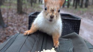 Белки. Зарисовка