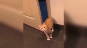 Смешные животные