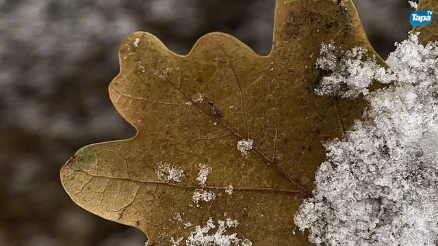 Ноябрьская Тара (19.11.2025) смотреть онлайн