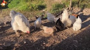 Любовь птицевода к Курочкам 🐥🐔🥚 Нежное видео 🐓 Версия (66)
