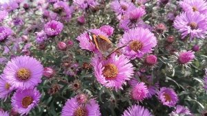 Срезаю Хосты осенью. Наш сад 2025