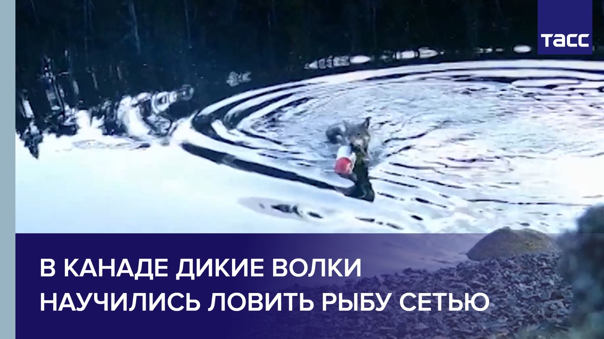 В Канаде дикие волки научились ловить рыбу сетью