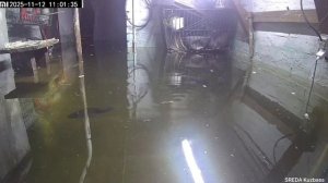 Карпы в подвале.