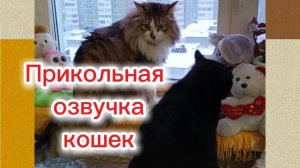 Кошки с озвучкой.